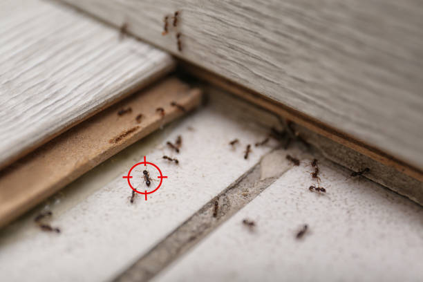 Best Commercial Pest Control Services  in La Vernia, TX