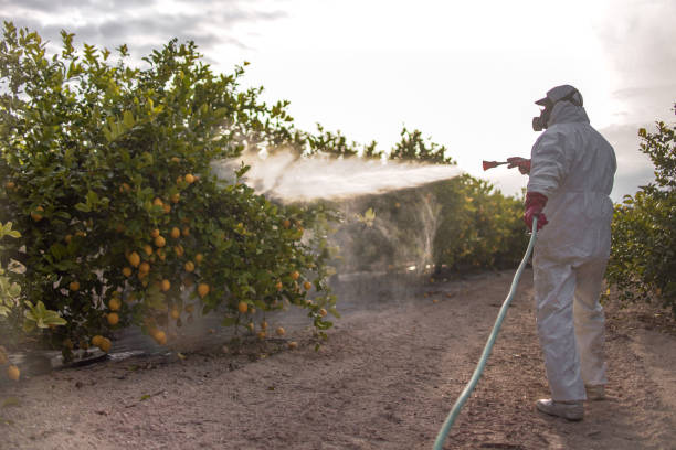 Best Ant Control Services  in La Vernia, TX