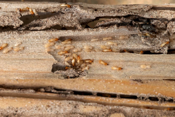 Best Affordable Pest Control Services  in La Vernia, TX